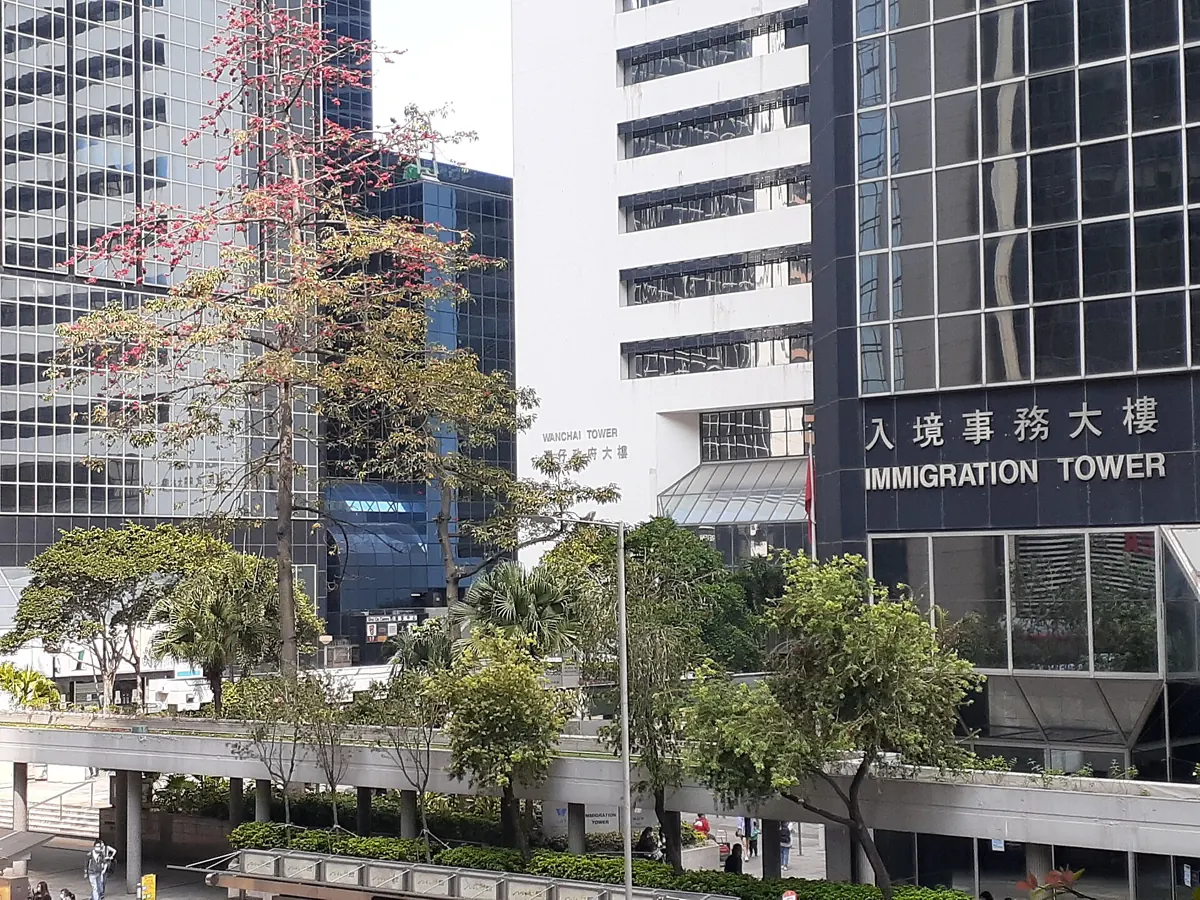 Immigration Tower in Wan Chai with a red cotton tree in flower